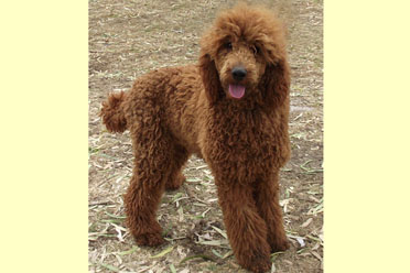 labradoodle sire rexred