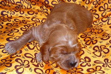 labradoodle puppy olive