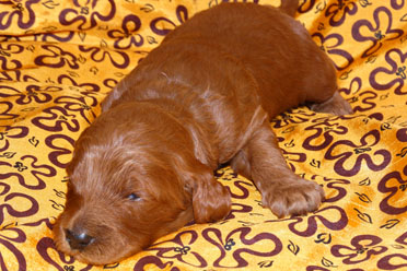 labradoodle puppy olive