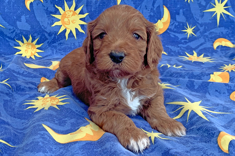 labradoodle