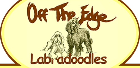 off the edge labradoodles